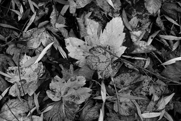 Beautiful maple leaves in autumn sunny day in foreground and blurry background. Black and white photo.