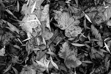 Beautiful maple leaves in autumn sunny day in foreground and blurry background. Black and white photo.