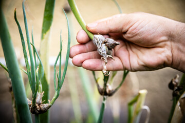 Egyptian walking onion or winter onion