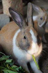 Lovely and friendly pet Rabbit.