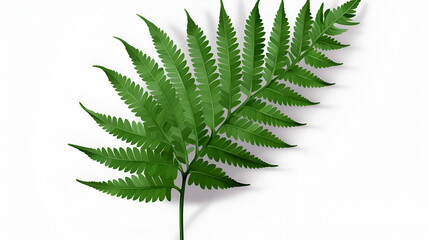 Fototapeta na wymiar fern leaf isolated on white
