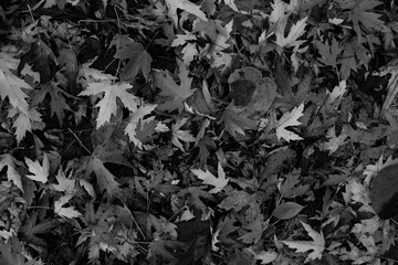 Beautiful maple leaves in autumn sunny day in foreground and blurry background. Black and white photo.