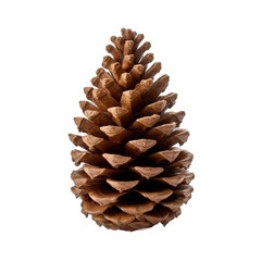 Caucasian fir cone isolated on transparent background