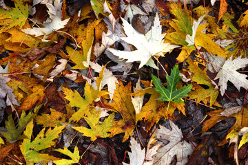 Beautiful maple leaves in autumn sunny day in foreground and blurry background.