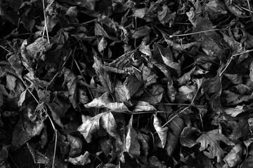 Beautiful maple leaves in autumn sunny day in foreground and blurry background. Black and white photo.