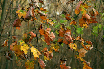 Beautiful maple leaves in autumn sunny day in foreground and blurry background.