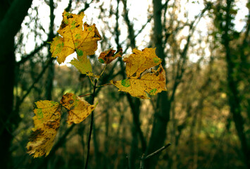 Beautiful maple leaves in autumn sunny day in foreground and blurry background.