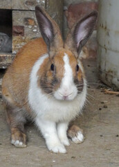 Lovely and friendly pet Rabbit.