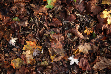 Beautiful maple leaves in autumn sunny day in foreground and blurry background.