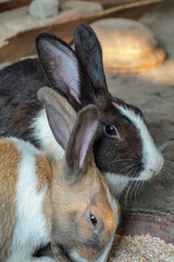 Lovely and friendly pet Rabbit.