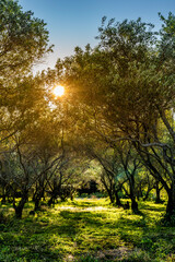 Fototapeta premium morning in the olive garden 