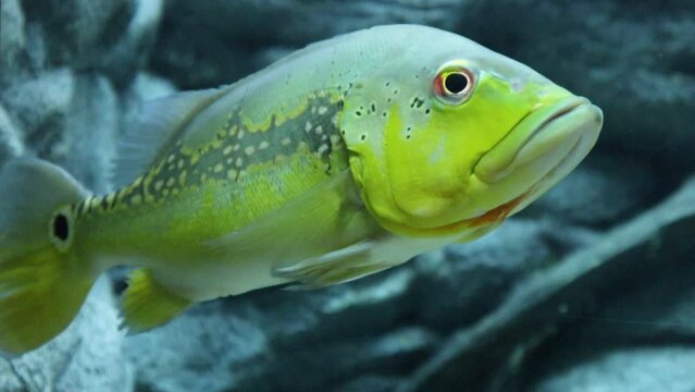 Close up of a Peacock bass swimming in an aquarium. cichala intermedia