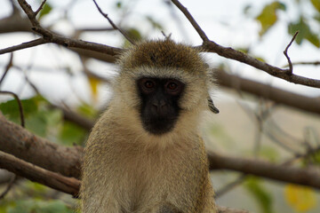 Vervet monkey sitting on a tree