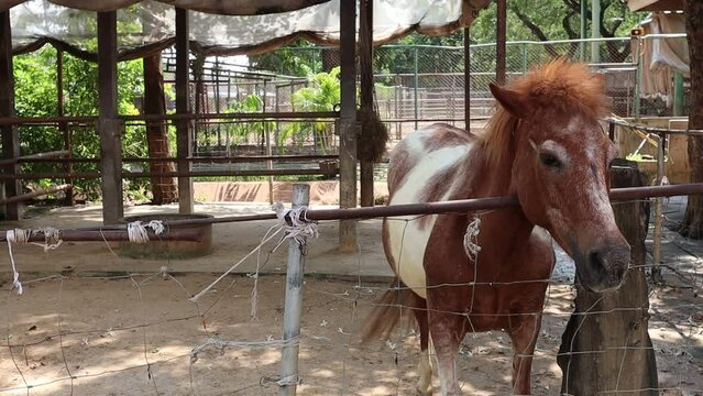 Horse in the corral at the farm,Thailand.