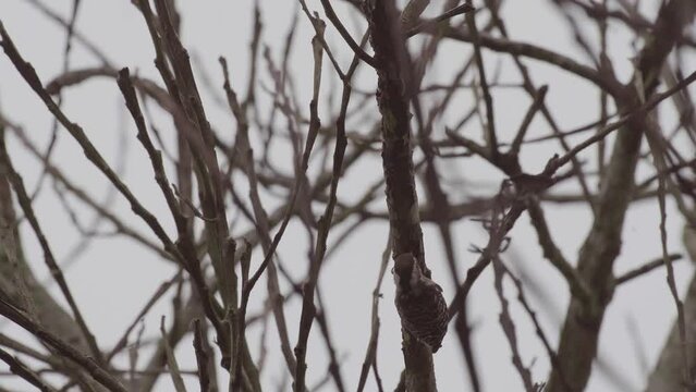 a small Caladi Rock Woodpecker or Meiglyptes tristis, or Javan Flameback makes a nest in a tree branch.