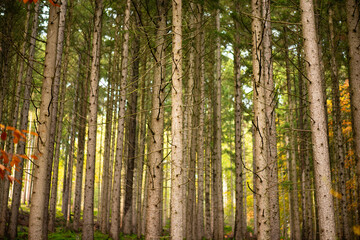 Forest in autumn, damaged conifers tree trunk, nature and climate change, bark beetle


