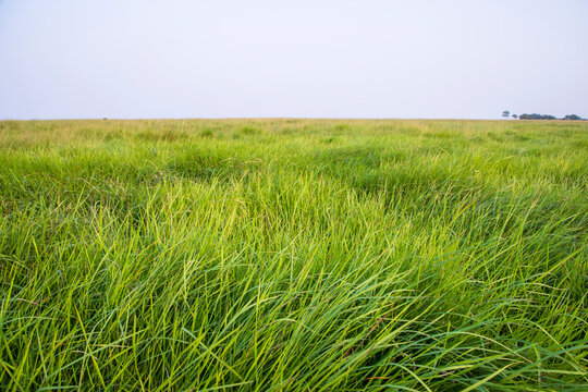 Natural Landscape view of green long grass plant with  the blue sky