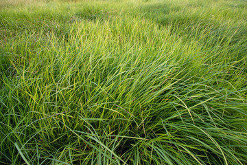 Long Green grass abstract pattern texture can be used as a natural background wallpaper