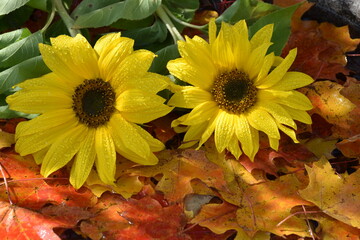 Sunflower flowers in autumn, Sainte-Apolline, Québec, Canada