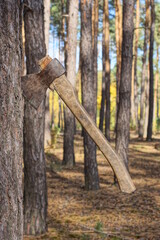 one big gray iron ax sticks out in a pine tree on nature in the forest