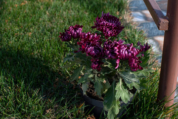 Chrysanthemums (Chrysanthemum indicum) on grass