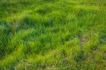 Long Green grass abstract pattern texture can be used as a natural background wallpaper