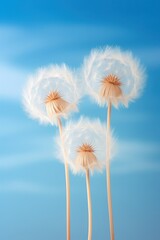 Fluffy dandelion flower blurred Background