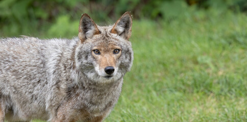 Naklejka na ściany i meble Coyote, In Summer Solitude. Canis latrans - Adult Coyote's Close-up Wildlife Portrait in the Wild. Wildlife Photography. 
