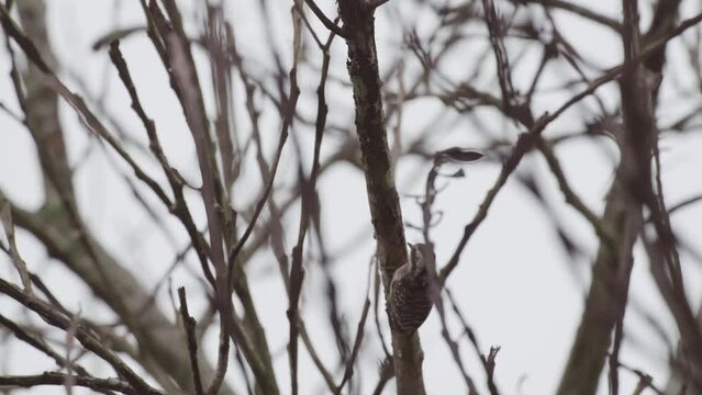 a small Caladi Stone Woodpecker "Meiglyptes tristis" or Javan Flameback is making a nest in a tree branch.