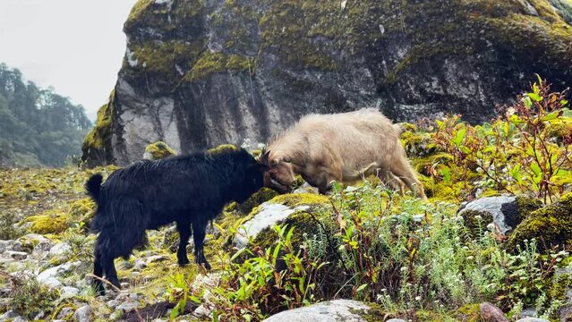 Funny young goatling butting heads during heavy rainy day do not notice falling water and absorbed with fighting with mate. 4K video in High Himalayas mountains, Makalu Barun National Park, Nepal.