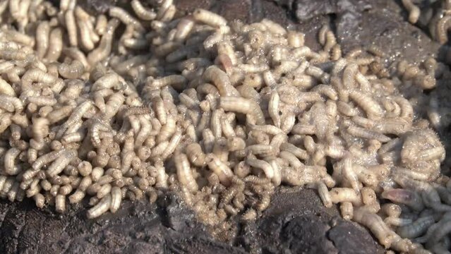 Close-up group of white worms on dead animal