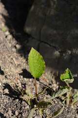 Eastern borage new leaves