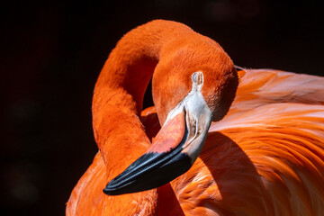 Kopf eines schlafenden Flamingos in der Seitenansicht
