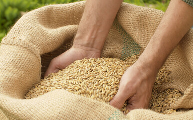 Male hands pouring rye grains