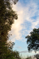 Cloudscape at sunset with trees for background use