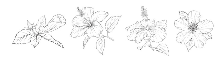 Set of hibiscus flowers. Trendy botanical elements. Hand drawn line leaves branches and blooming. Wedding elegant wildflowers for invitation save the date card.  - obrazy, fototapety, plakaty