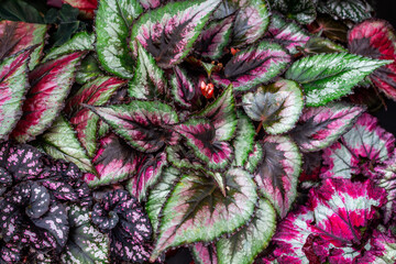 Close up view of Painted-leaf begonia plant (Begoniaceae) background. Beautiful plant wallpaper. - 675926404