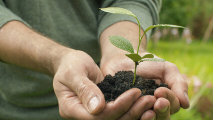 Male hands holding a seedling