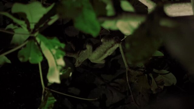  Nycticebus coucang or Sumatran slow lorise, moves slowly between tree branches at night.