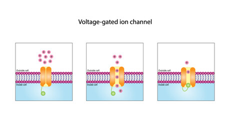 Voltage-gated ion channel. Mechanism for the transport of ions. Vector illustration.