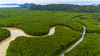 Mangrove forest in the morning and road through the forest