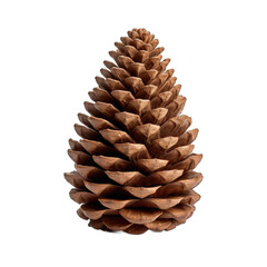 Sitka spruce cone isolated on transparent background