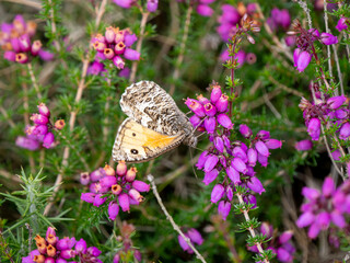 Grayling Butteffly Feeding on Bell Heather