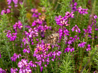 Grayling Butteffly Feeding on Bell Heather