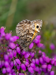 Grayling Butteffly Feeding on Bell Heather