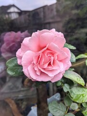 Pink English Princess rose in bloom next to window