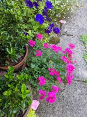 Purple geraniums blue petunias and boxus growing  in paved garden