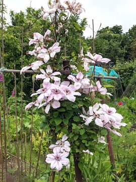 Nelly Moser Clematis climbing flower