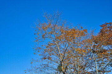 11月の色鮮やかに紅葉している綺麗な木々