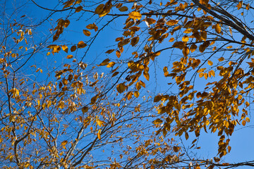 11月の色鮮やかに紅葉している綺麗な木々